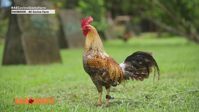 Al Estudillo ng AE Covina Gamefarm at ang kanyang mga De-kalidad na Bloodlines Ibibida sa Usapang Bloodlines June 28, 2025